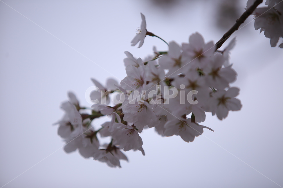 꽃,자연,벚꽃,향기,봄꽃,봄,봄,계절,spring,season,식물,자연,plants,nature,꽃,flower,plant,bird,새,animal,동물,blossom,cherry blossom