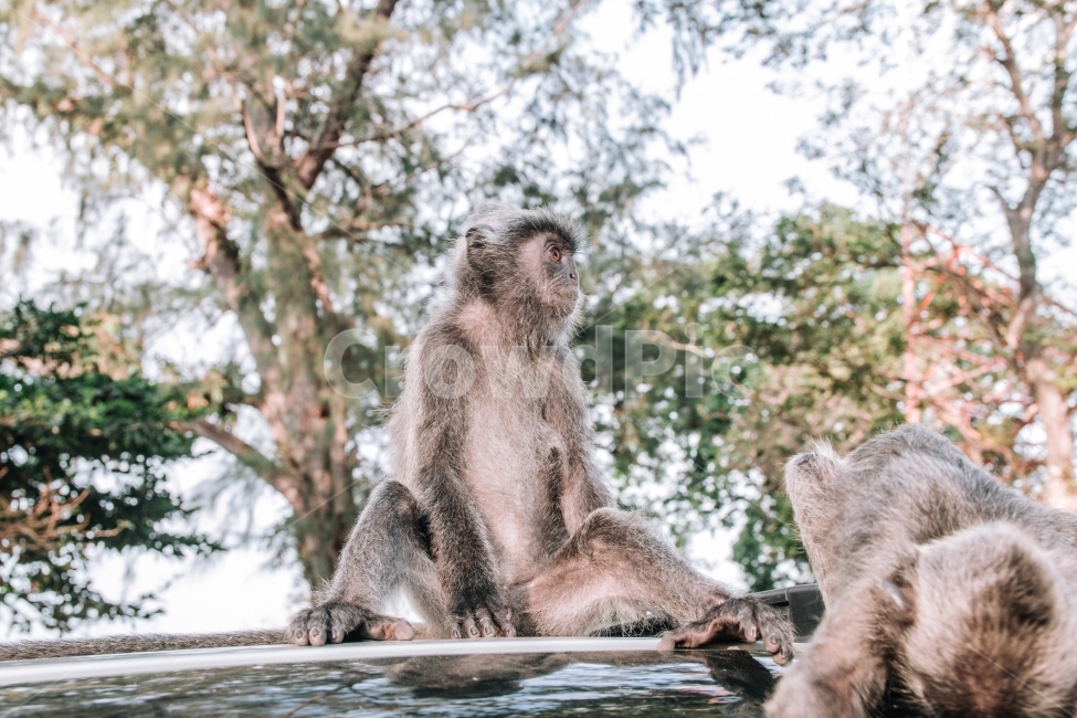 말레이시아,원숭이,동물,여행,나무,monkey,animal,nature,자연,travel,야생,해외,외국,세계,foreign,oversea,world,동물,animal,포유류,mammal