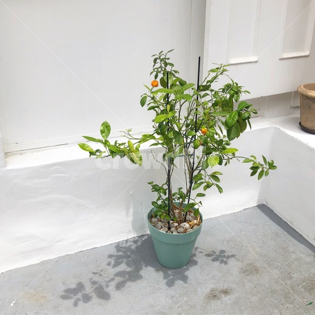 화분,귤나무,나무,식물,tree,plant
