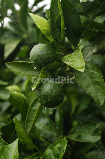 제주,감귤농장,감귤나무,감귤,나무,식물,열매,식물,자연,plants,nature,과일,열매,fruit
