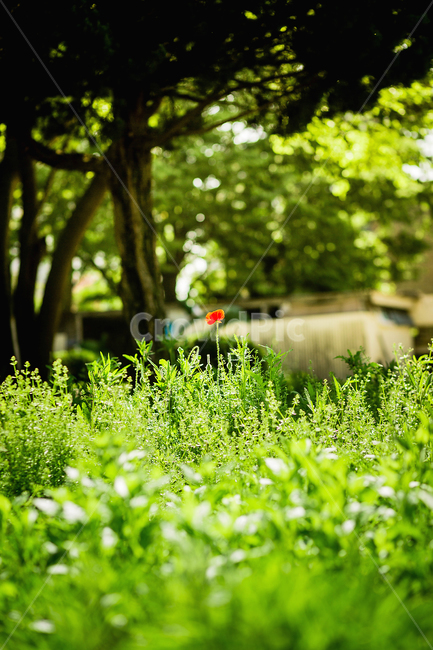 양귀비,꽃,빨간꽃,풀,초록,여름,flower,green,korea,red
