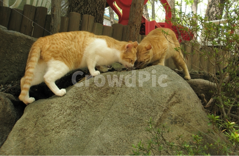 고양이,길고양이,공원,친구,식사,바위,먹이활동,park,숲,cat,animal,동물,포유류,야외,outdoor,털,동물,animal,포유류,mammal,고양이,cat,kitten,kitty