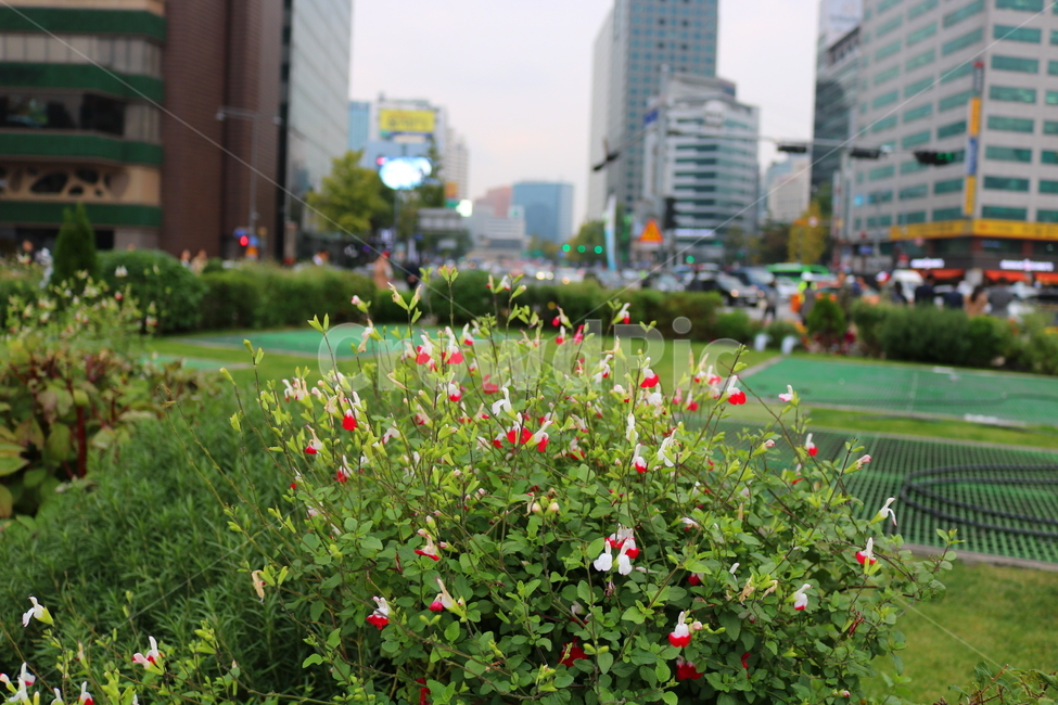 꽃,체리세이지,오텀세이지,식물,허브,세이지,꿀풀과,향신료,자연,도시,풍경,city,landscape,식물,자연,plants,nature,꽃,flower,plant