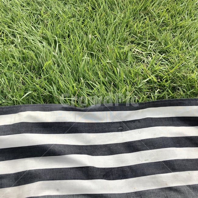 plant,식물,grass,잔디,rug,깔개,돗자리,피크닉,소풍,picnic,mat,green,stripe,줄무늬,pattren,패턴