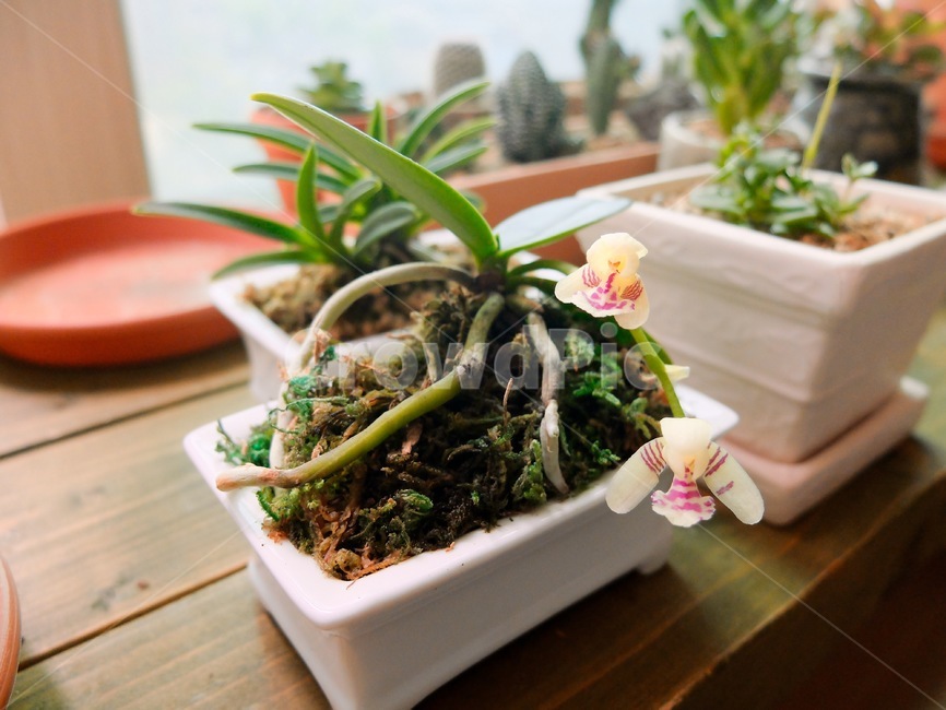 풍란,난초,난꽃,꽃,식물,실내용화초,화분,화초,house plant