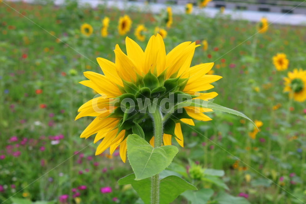 꽃,해바라기,해바라기꽃,식물,속씨식물,여름,식물,자연,plants,nature,꽃,flower