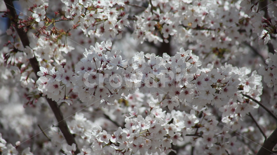 벚꽃,꽃,식물,봄,orientalcherry,벚나무,봄,계절,spring,season,식물,자연,plants,nature,꽃,flower,plant,blossom