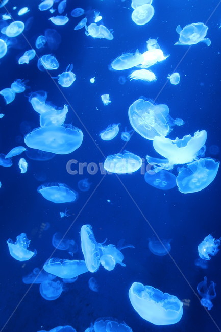 아쿠아리움,수족관,동물,수달,해파리,자연,aquarium,animal,otter,jellyfish,nature,물
