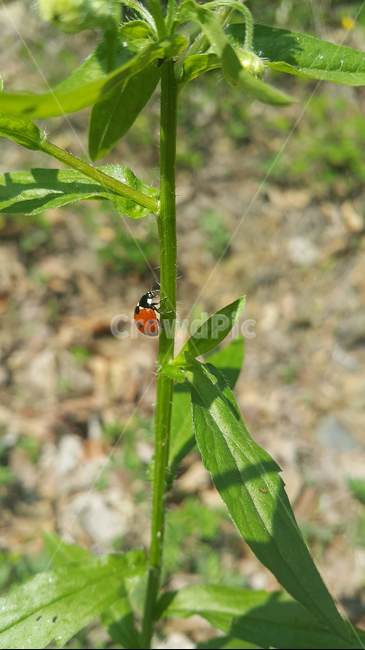 무당벌레,곤충,자연,벌레,동물,식물,자연,plants,nature,동물,animal,곤충,벌레,insect,bug