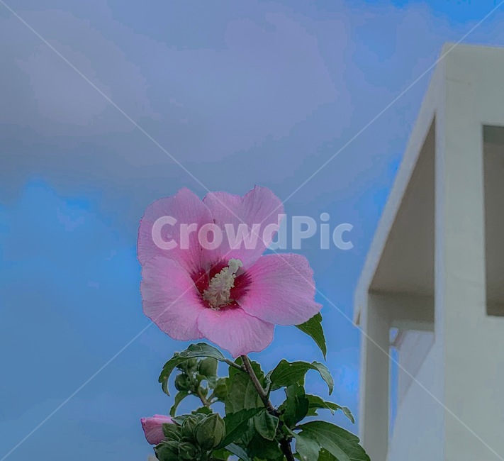 무궁화,하늘,꽃,자연,배경