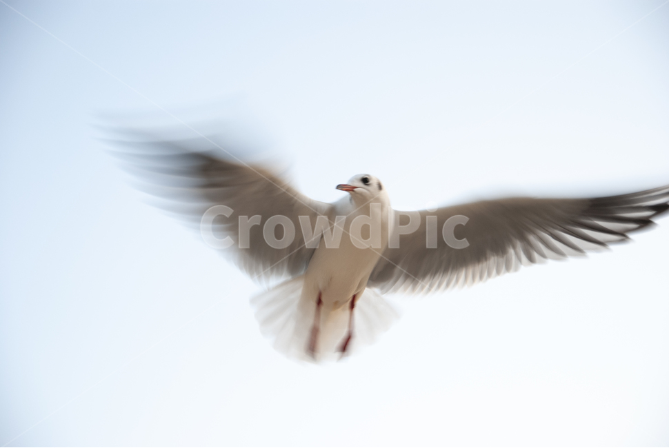 일몰,seagull,갈매기,flying,나는,괭이갈매기,동물,animal,조류,새,birds