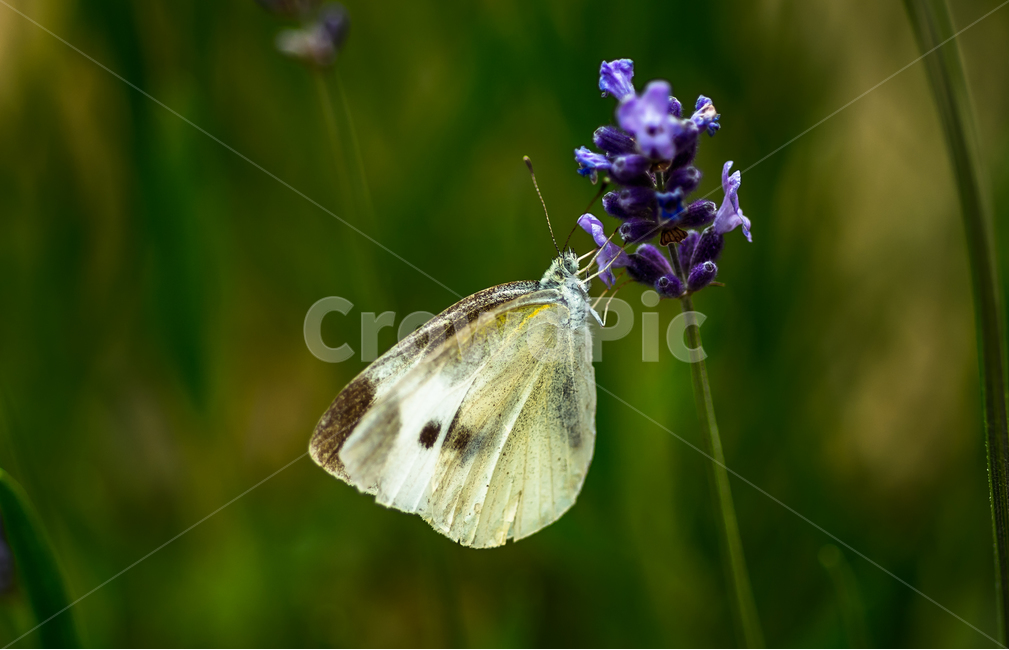 꽃,나비,식물,자연,곤충,flower,nature,라벤더,식물,자연,plants,nature,꽃,flower,동물,animal,곤충,벌레,insect,bug