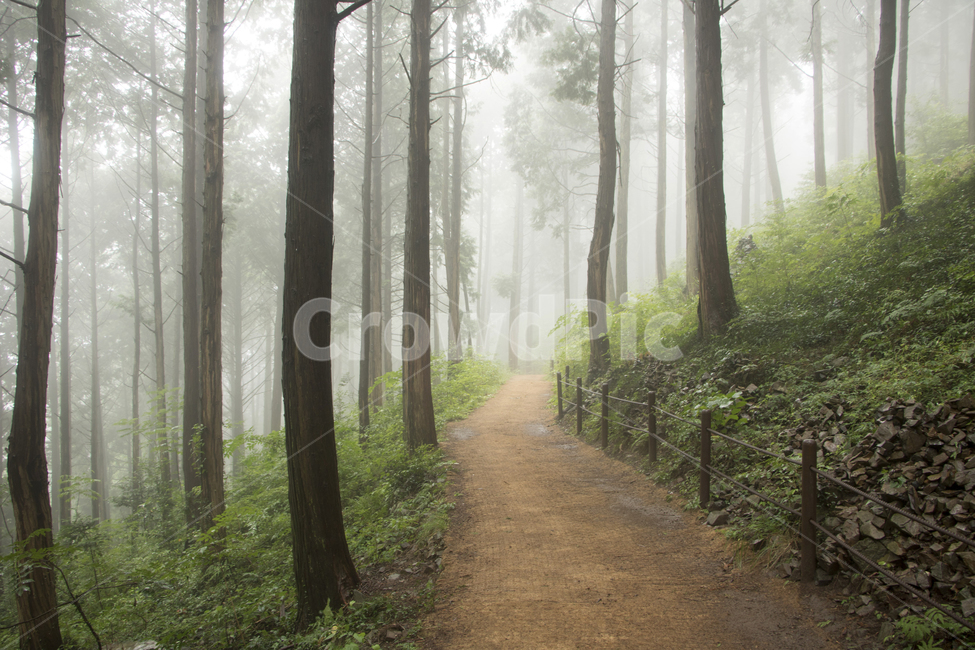 숲,나무,가로수길,길,흙길,도로숲속,풍경,경치,nature,자연,weather,날씨,outdoors,자연,풍경,nature,landscape,나무,trees,wood,옥외