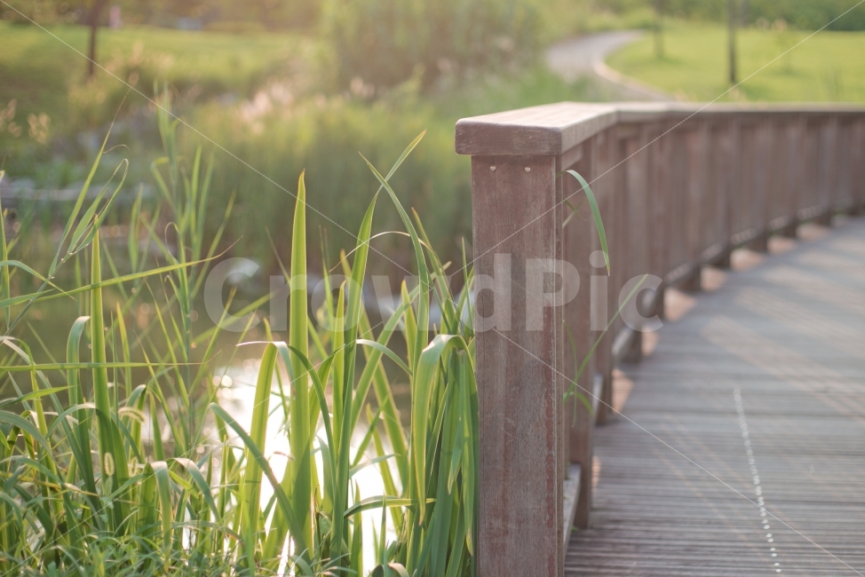 풍경,식물,나무,풀,공원,자연,풍경,nature,landscape,식물,plants