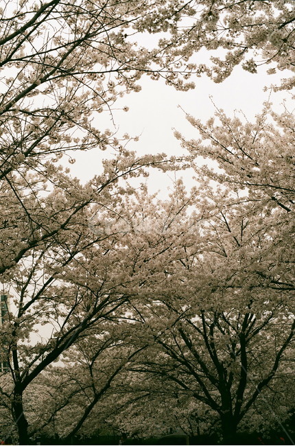 봄,벚꽃,꽃놀이,cherryblossom,필름카메라,꽃,감성사진,봄,계절,spring,season,plant,식물