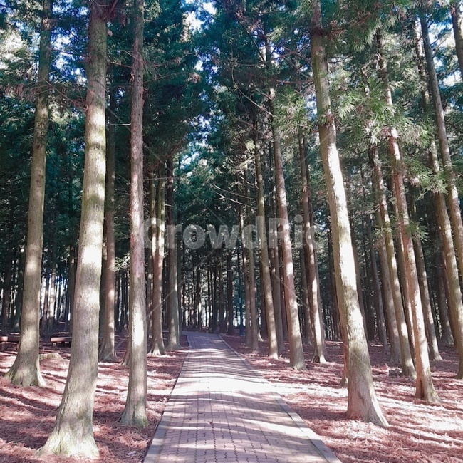 trail,forest trail,Jeju Island natural scenery,natural scenery,nature,sight,Jeju Island Trail,walking path,jeju island,Jeju Island scenery,forest road