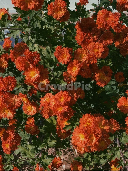 leaf,잎,plant,식물,꽃,국화,flower,식물,자연,plants,nature
