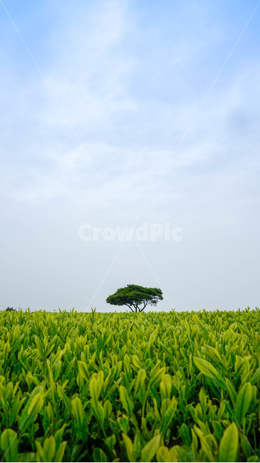 제주도,제주,녹차,녹차밭,오설록,jeju,green,초록,field,들,nature,자연
