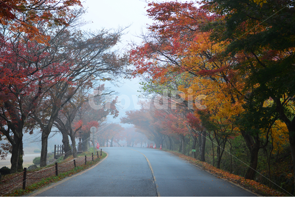 전남,백양사가을,장성,백양사,tree,나무,plant,식물,maple,단풍,leaf,잎,treetrunk,나무줄기,경치,경관,풍경,가을,계절,딘풍잎,추색,추경,outdoors,옥외,nature,자연,asphalt,아스팔트,도로,가을,계절,fall,autumn,season,자연,풍경,nature,landscape