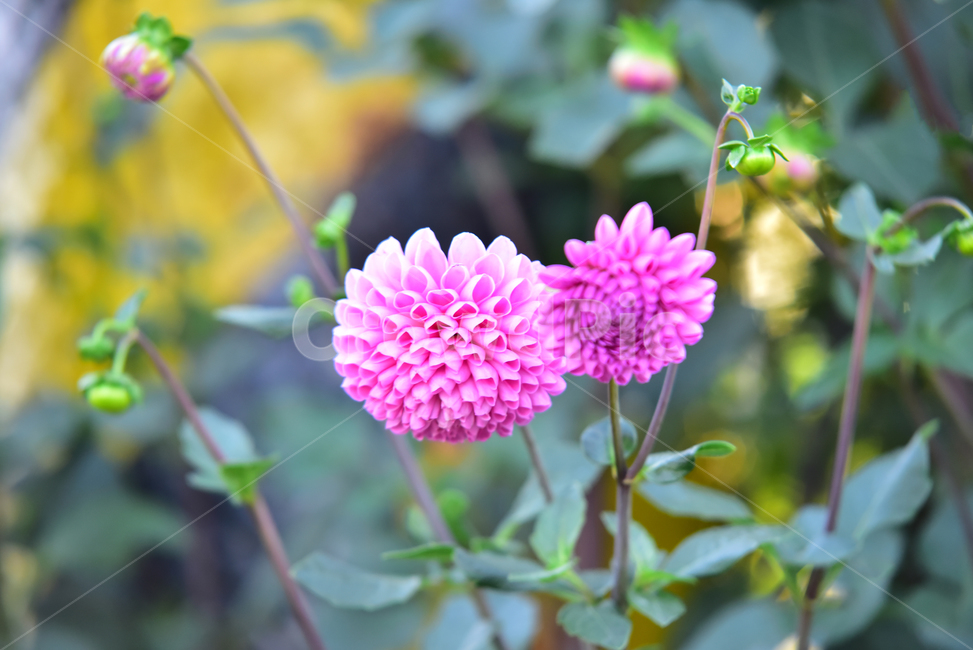 꽃,다알리아,다알리아꽃,식물,달리아,plant,dahlia,flower,blossom,식물,자연,plants,nature,꽃,flower