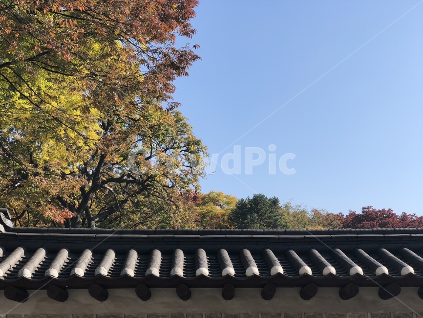 지붕,roof,자연,한국,korea,나무,tree,하늘