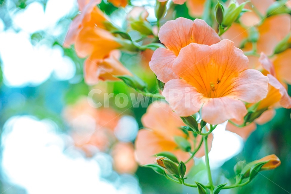 능소화,꽃,여름,flower,자연,식물,자연,plants,nature,꽃,flower,감성,sensible,feeling,색깔,색상,색채,색감,color sense,color sensitivity,feeling of color