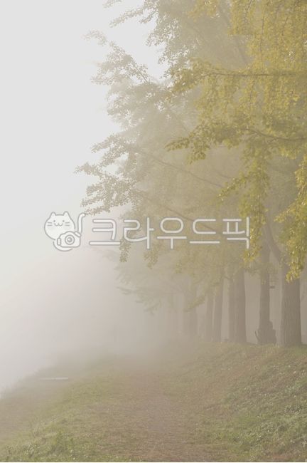 은행나무,가을,가로수,풍경,안개,물안개,나무,식물,weather,날씨,nature,자연,outdoors,옥외,fog