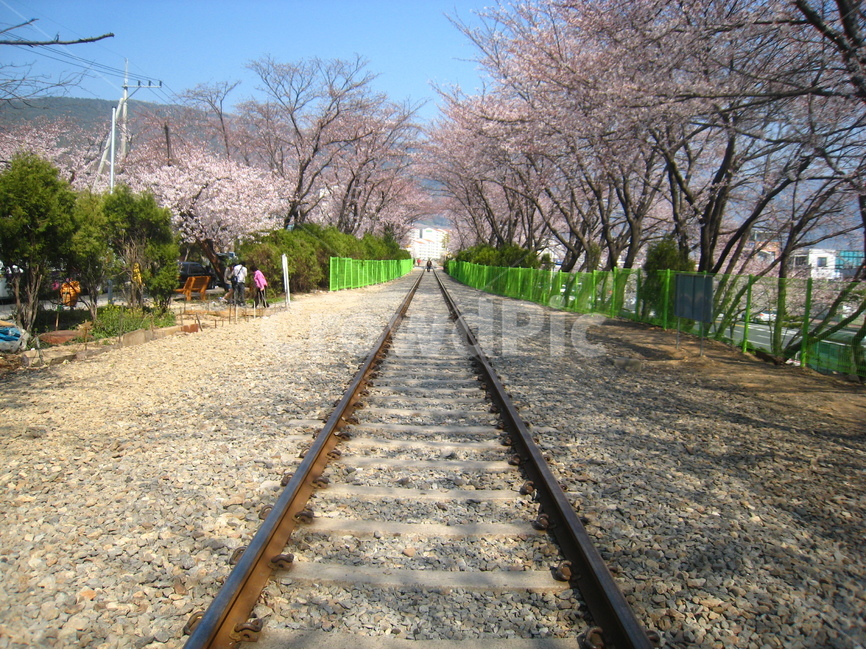진해,경화역,기찻길,벚꽃,봄,경남,railroadtrack,railroad,cherryblossom,tree,spring,background,배경,wallpaper,교통,교통수단,traffic,transportation