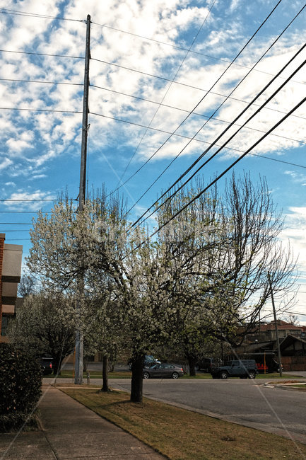 나무,하늘,구름,전봇대,맑음,자연,풍경,nature,landscape,cable,케이블,power lines,전력선,electric transmission tower,송전탑
