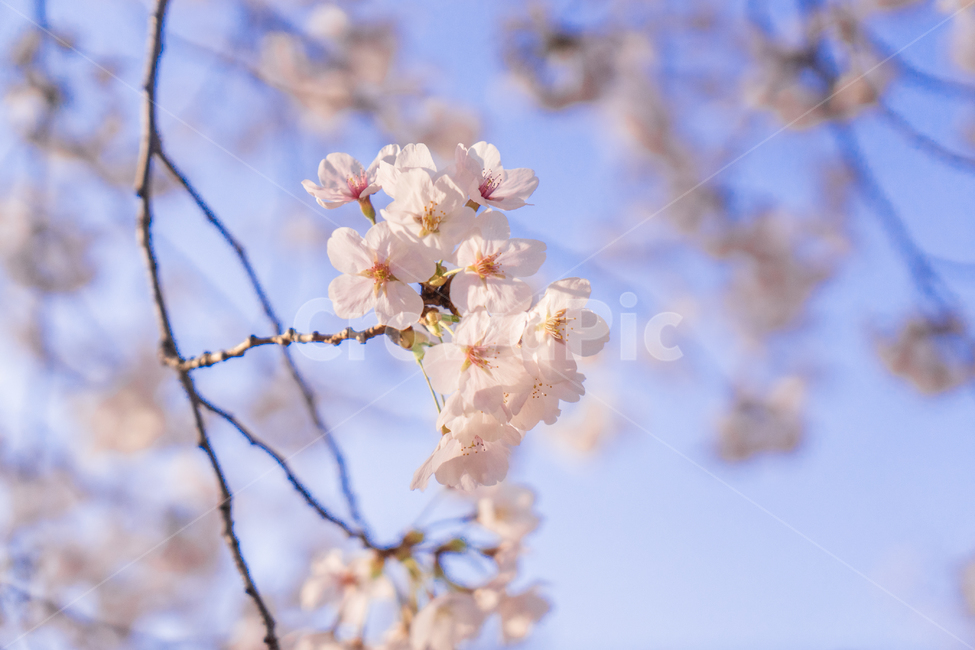 꽃,blossom,flower,식물,plant,벚꽃,봄,하늘,봄,계절,spring,season