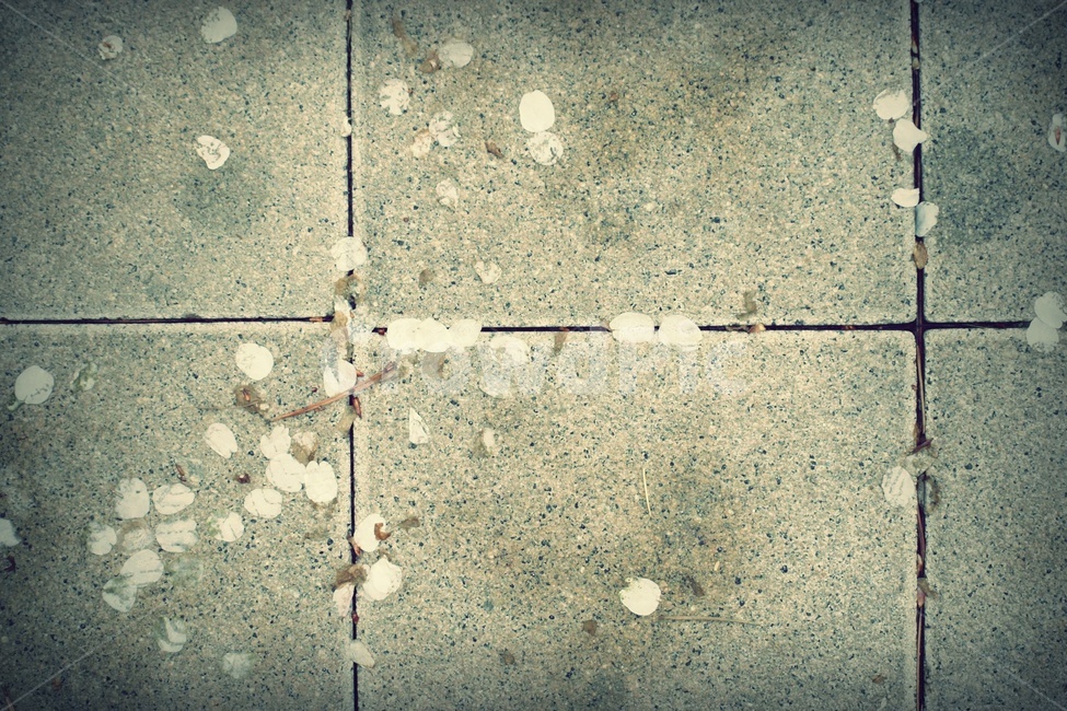 감성,벚꽃,봄,길,보도,식물,식물,자연,plants,nature,꽃,flower