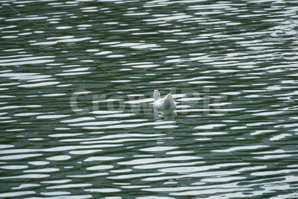오리,백조,새,조류,동물,호수,강,자연,nature,bird,duck,lake,river,animal,헤엄,수영,swim,swan,스완,물,water,물결,감성,감성사진,스냅,스냅사진,snap,snapshot,풍경,landscape,고니,한국자연,korea,석촌호수,서울,seoul,코리아,동물,animal,조류,새,birds