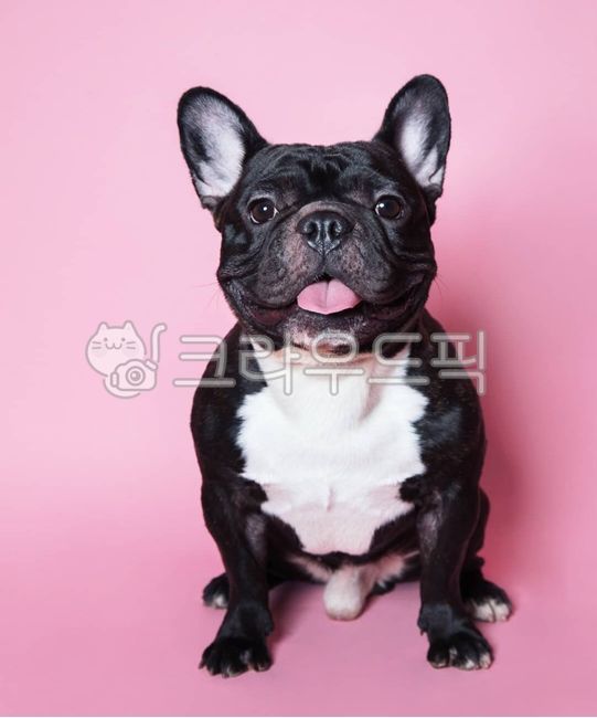 cute,beautiful,atmospheric,mammal,happiness,frenchbulldog,french bulldog,French Bulldog,Emotion,pet,laugh,pretty,pleasure,bulldog,pink background,Pets,puppy,Beloved,animal,dog,pet dog