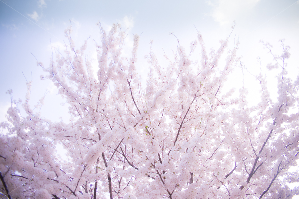 벚꽃,나무,꽃,Flower,봄,따뜻함,감선,분홍,Cherryblossom,봄,계절,spring,season,식물,자연,plants,nature,꽃,flower,휴식,힐링,rest,relaxation,healing,plant,blossom