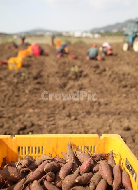 제주도,고구마,수확,가을,자연,흙,사람,인간,농업,농사,agriculture,farming,farming industry
