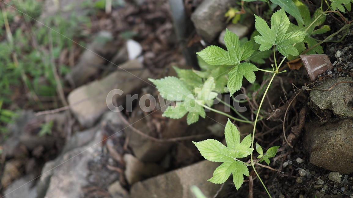 식물,잎사귀,그린,돌,plant