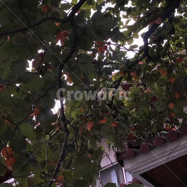 plant,식물,감나무,가을,나무,감,나무,trees,wood,과일,열매,fruit