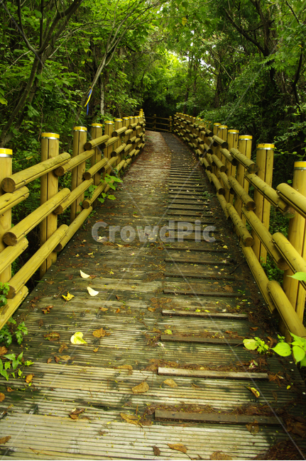 길,나무,숲,제주,식물,자연,풍경,nature,landscape,handrail,난간,banister,railing,wood