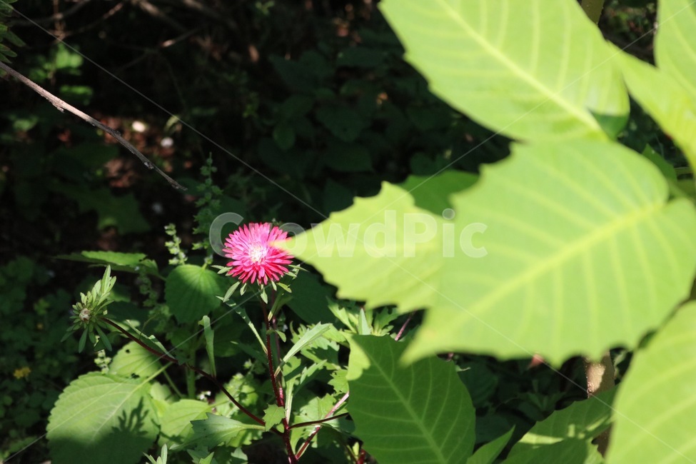 꽃,분홍,노랑,초록,식물,flower,hana,pink,pinku,yellow,kiiro,green,midori,plants,shokubutsu,햇빛,그림자,sunlight,hizashi,shadow,kage,하늘,자연,sky,sora,nature,나무,tree,ki,식물,자연,plants,nature,꽃,flower
