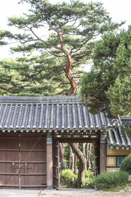 사찰,소나무,기와,문화유산,선,한국전통,한국문화,korean traditional,korean culture,식물,자연,plants,nature,나무,trees,wood