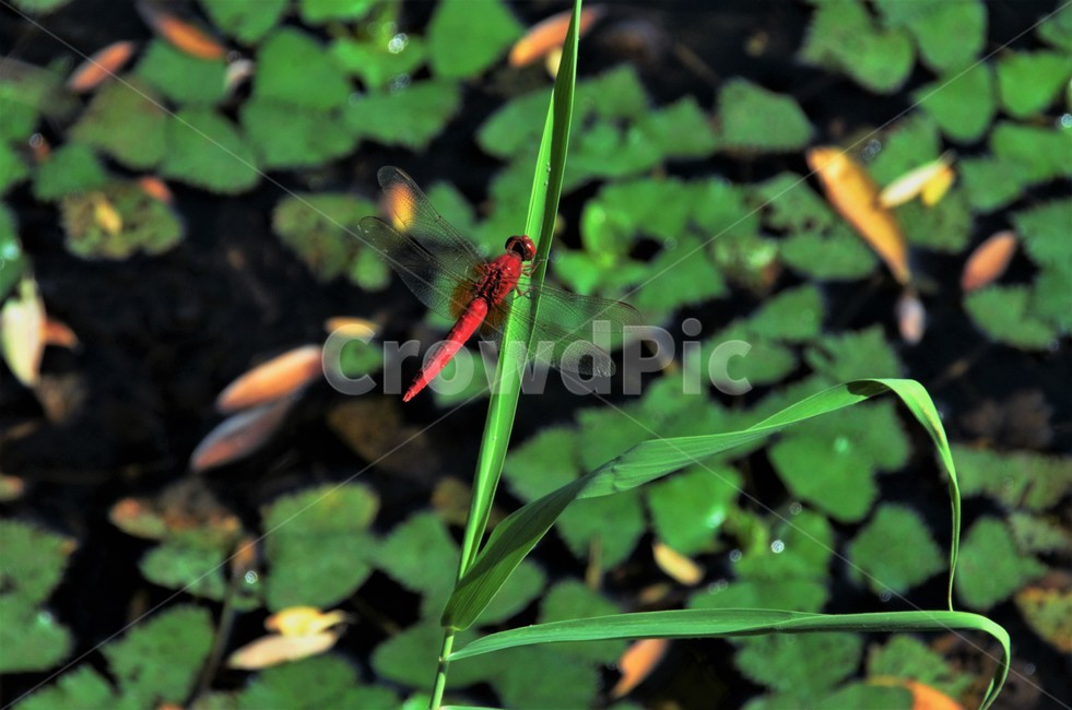 고추잠자리,고추잠자리수컷,잠자리과,수서곤충,자연,동물,animal,곤충,벌레,insect,bug