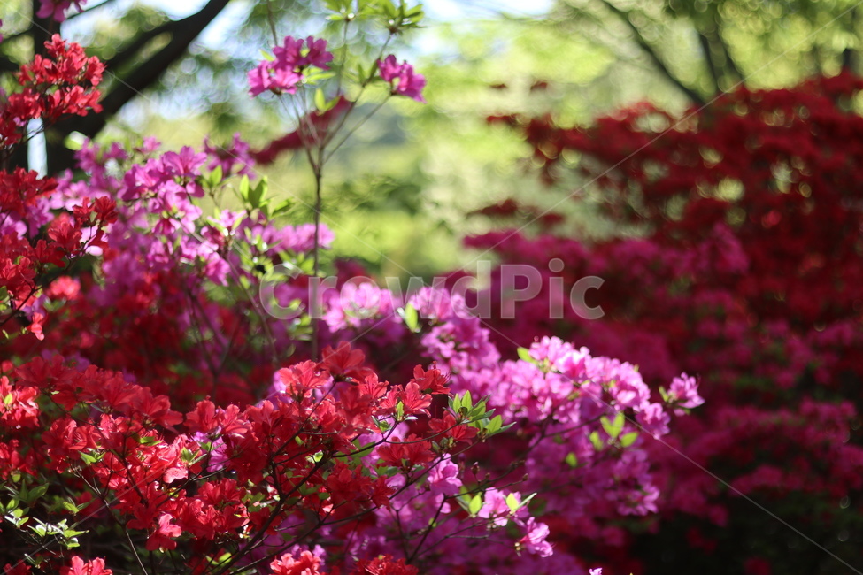 영산홍,길가,붉음,봄,빛,나무,봄,계절,spring,season,식물,자연,plants,nature,꽃,flower,plant,blossom