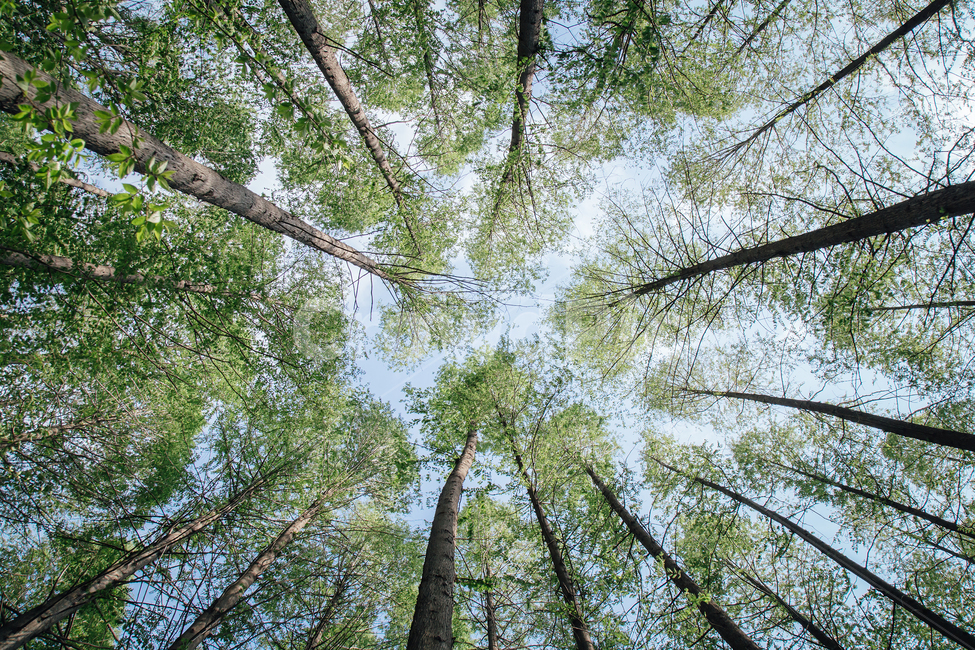 tree,나무,plant,식물,vegetation,초목,자연,숲,nature,forest,woodland,식물,자연,plants,nature,나무,trees,wood