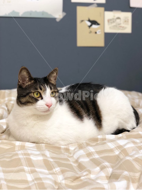 동물,고양이,animal,cat,귀여운,사랑스러운,동물,animal,포유류,mammal,고양이,cat,kitten,kitty
