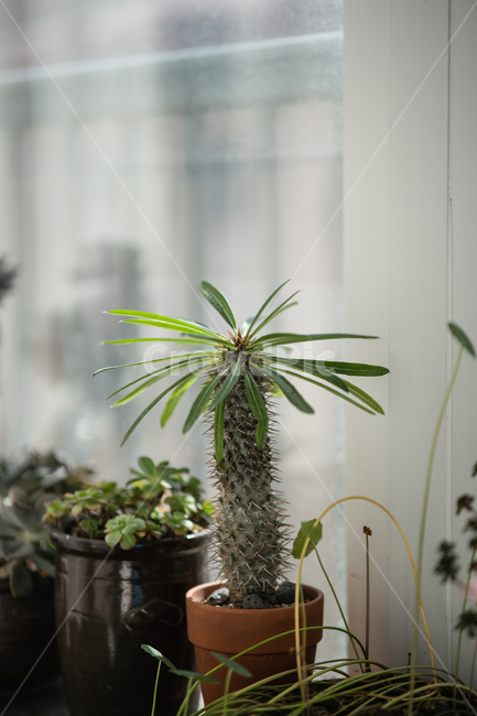 다육이,식물,다육식물,botanical,plant,실내용화초,화분,화초,house plant
