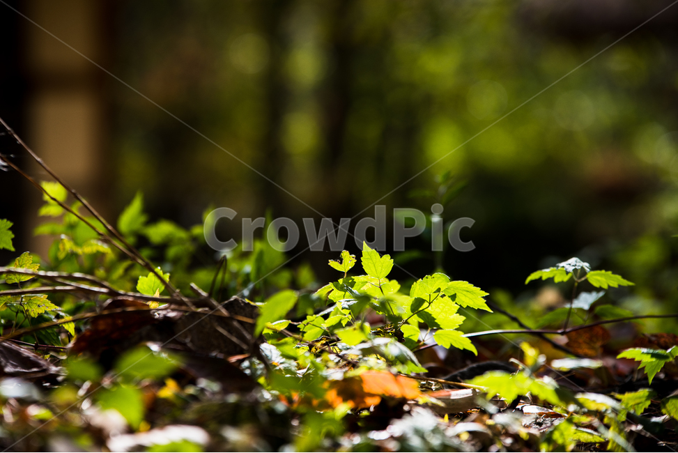 민속마을,돌담길,덩쿨,잎,떡잎,풀,빛,식물,자연,plants,nature