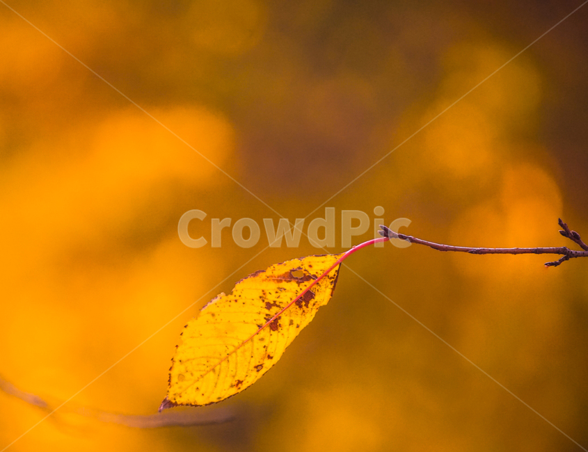 단풍,가을,계절,나무,식물,감성,잎새,잎,가을,계절,fall,autumn,season,식물,자연,plants,nature,plant,leaf,veins,정맥