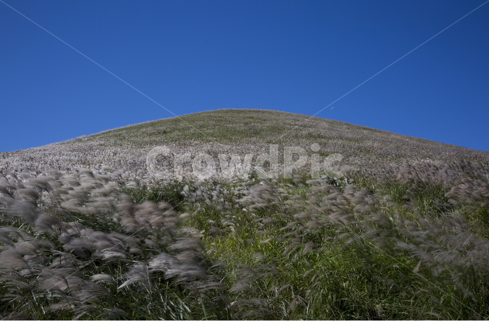 제주,새별오름,오름,억새,새별오름억새,제주바람,자연,풍경,nature,landscape,한국자연풍경,한국자연경관,korea nature landscape,제주도,jeju,jeju island,grassland,목초지,outdoors,옥외,field,들,mound,투수판