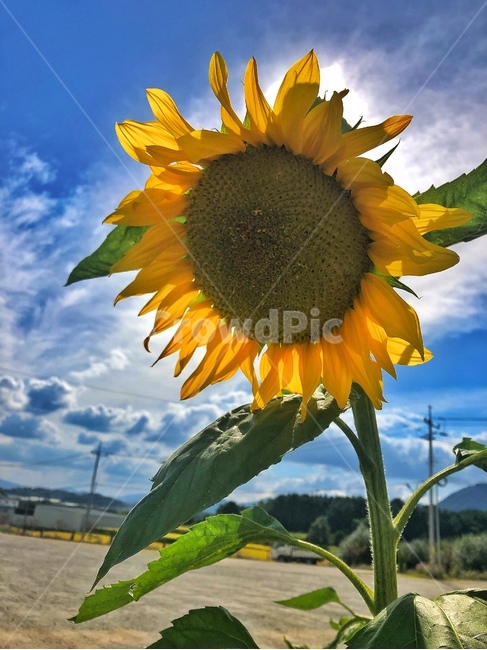 가을,맑음,하늘,해바라기,노랑색,식물,자연,plants,nature,꽃,flower