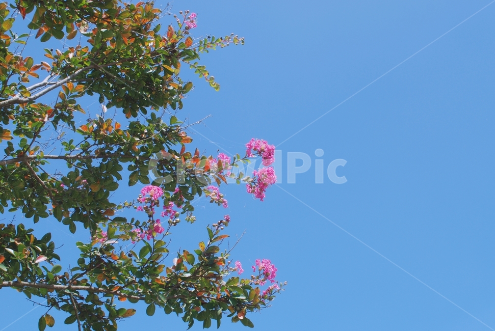 꽃,식물,나무,배롱나무,배롱나무꽃,분홍꽃,분홍색꽃,자연,식물,자연,plants,nature,꽃,flower